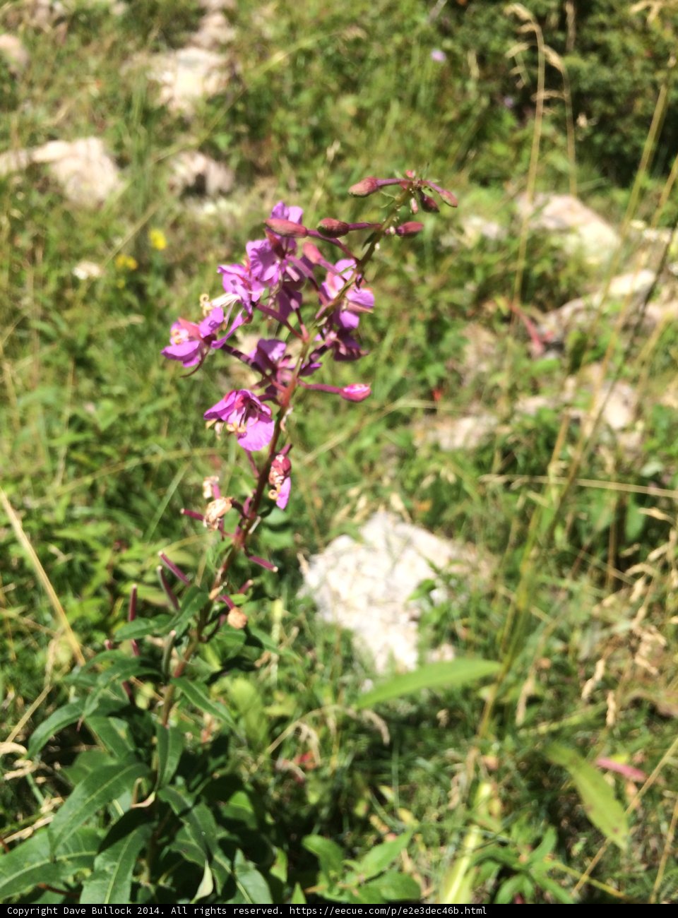 Purple Snapdragon Flower in the Grass
