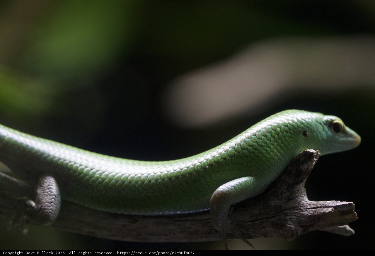 Emerald Whisper: The Elusive Green Lizard