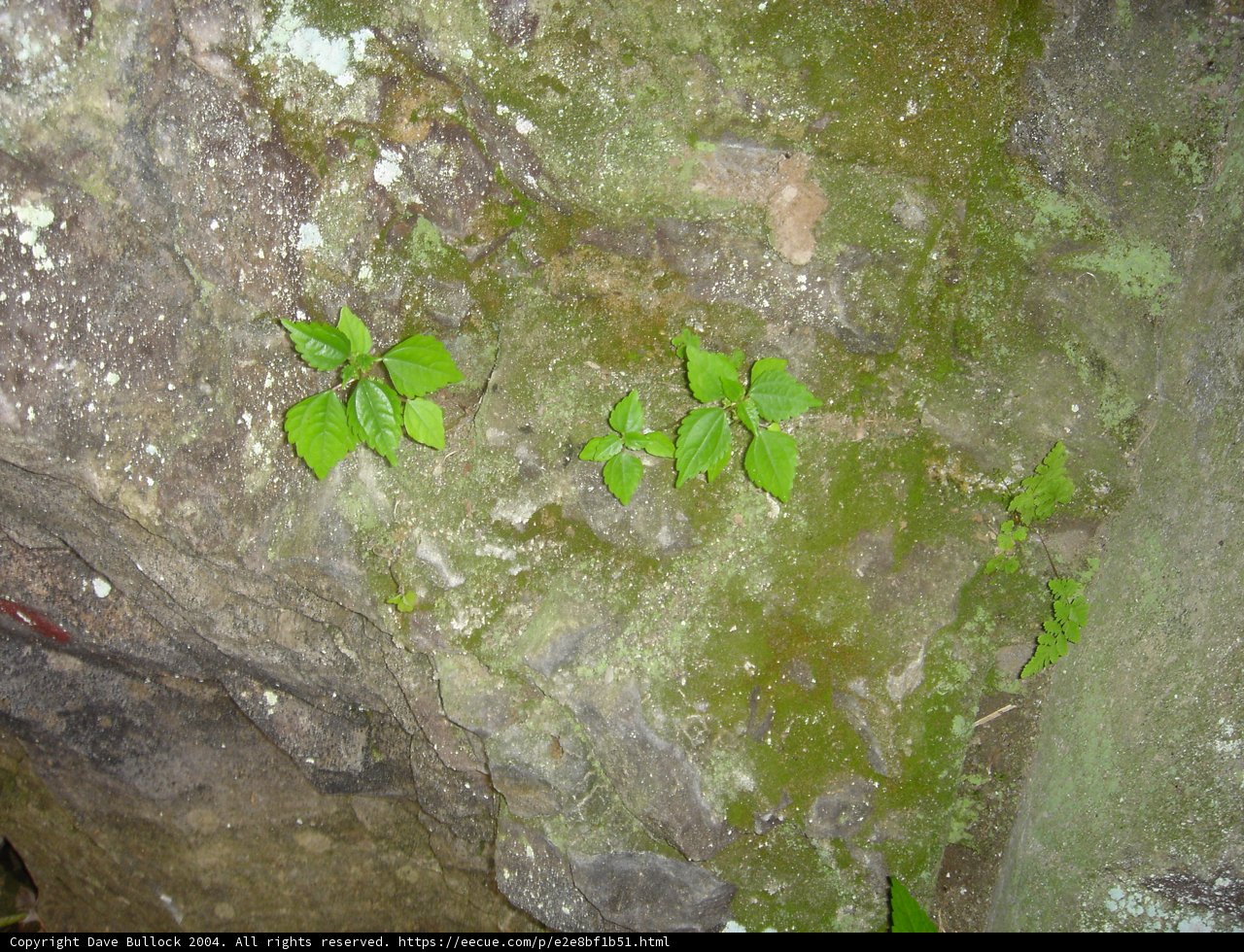 Resilient Life Amidst a Rock Wall