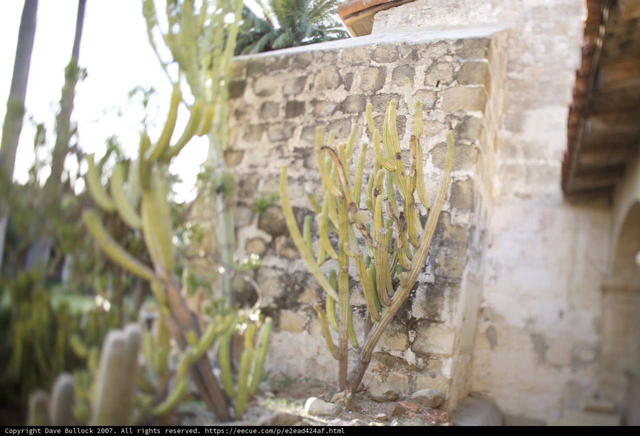 Desert Flora Meets Solid Stone