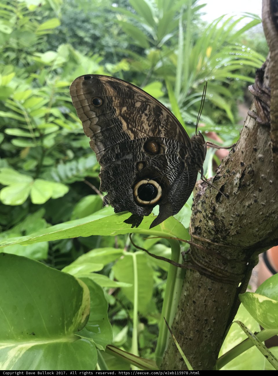 Brown Butterfly in the Jungle