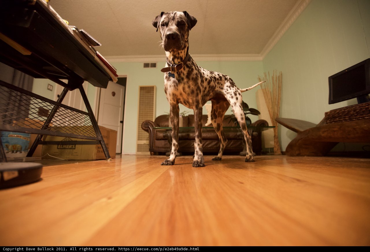 Canine Interior Design