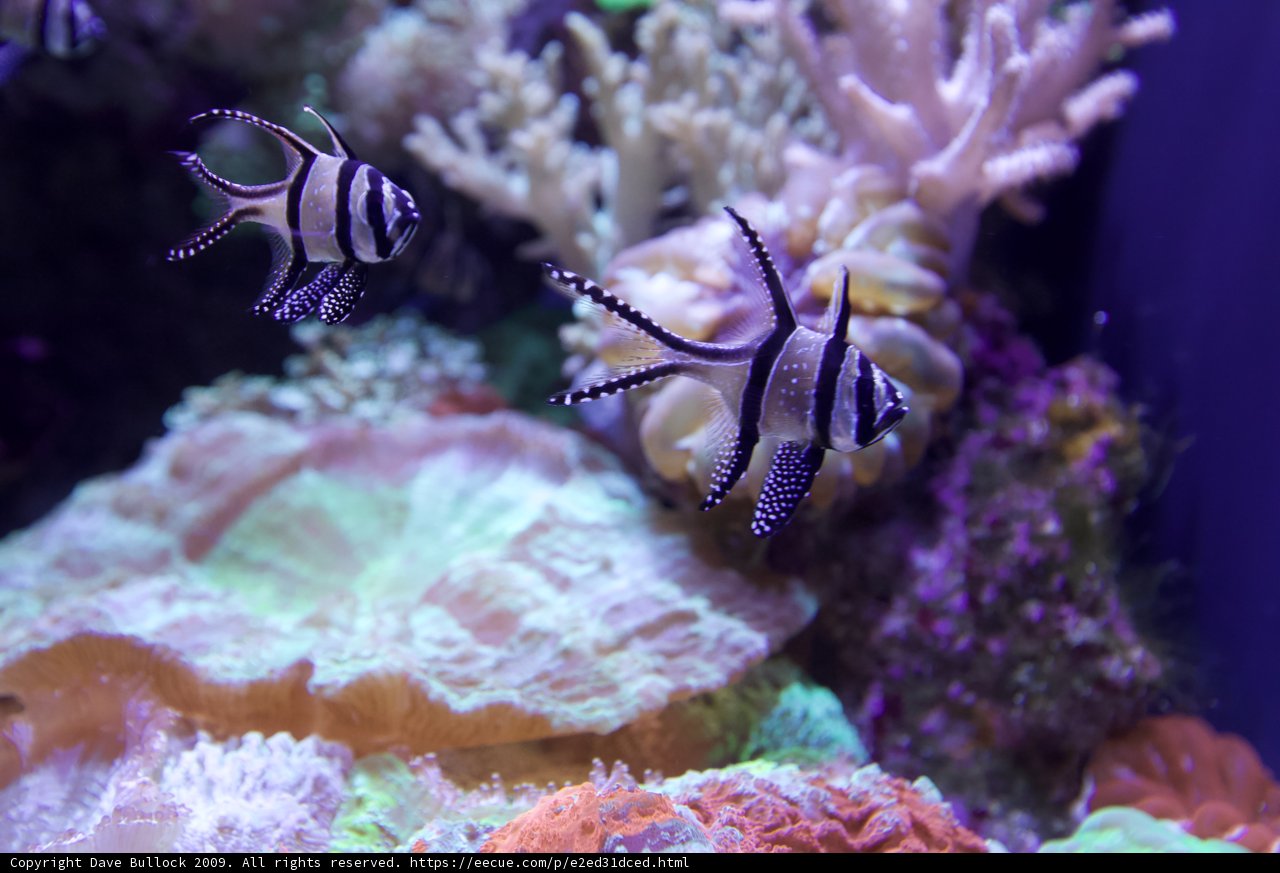 Monochrome Swimmers