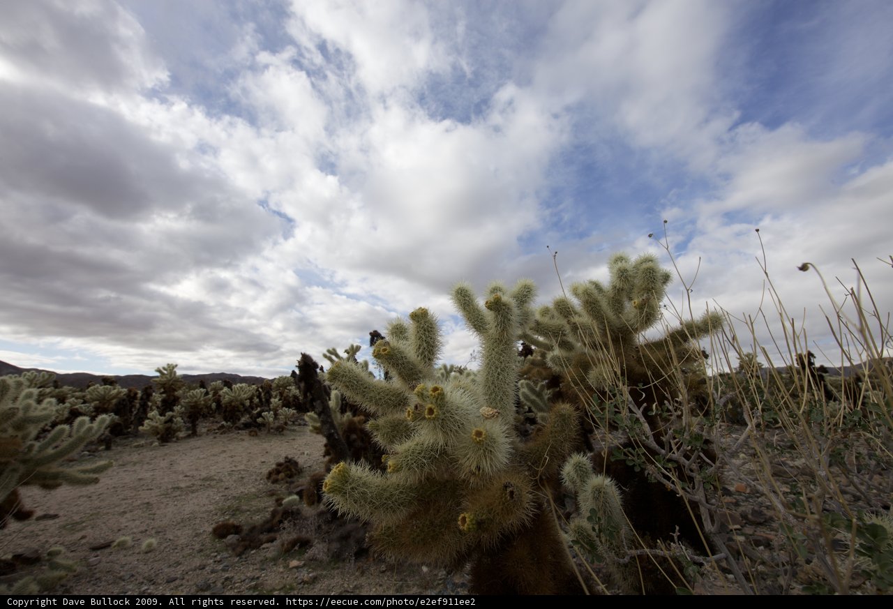 Majestic Cactus Wonderland