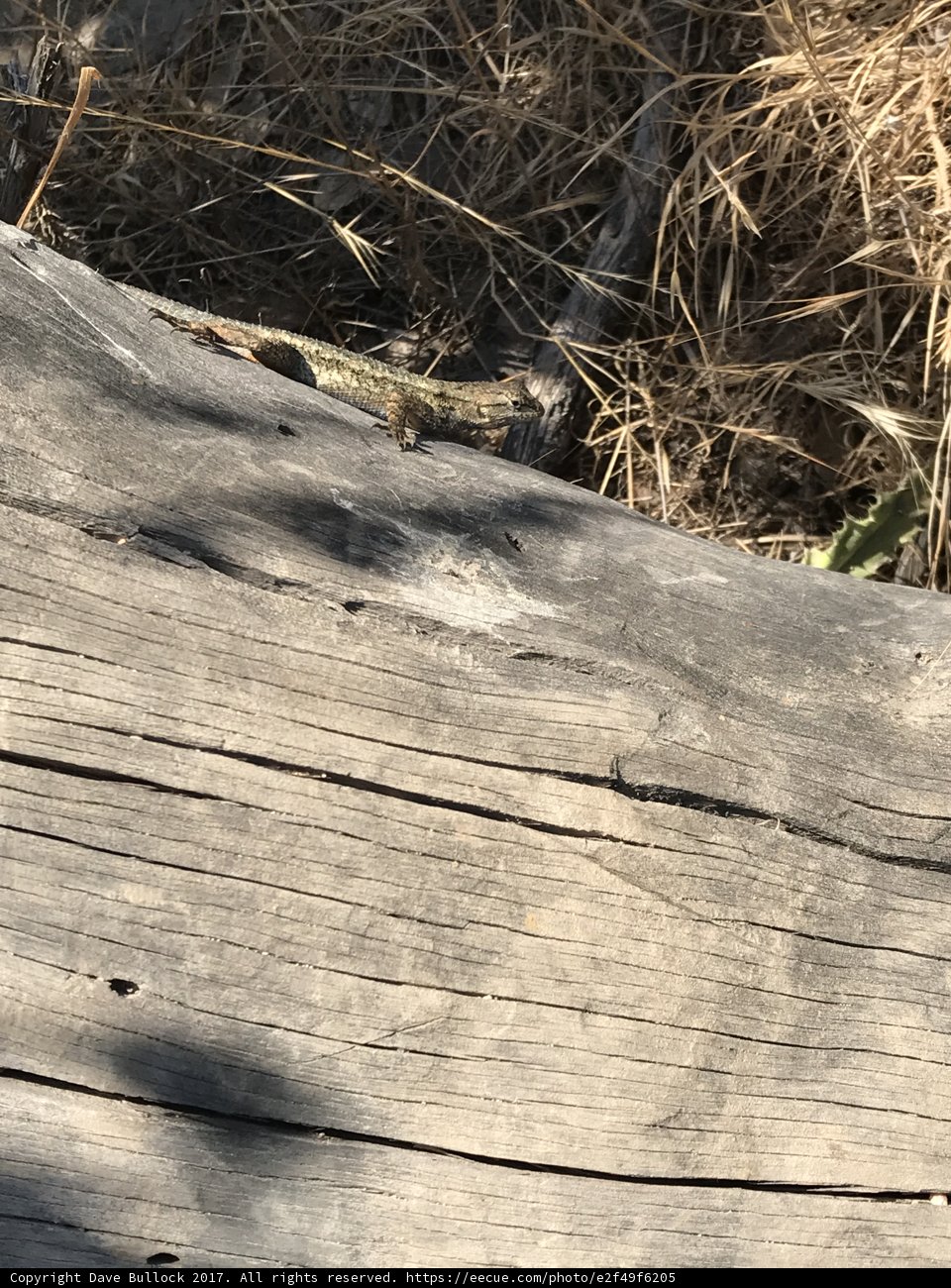 Log Lizard
