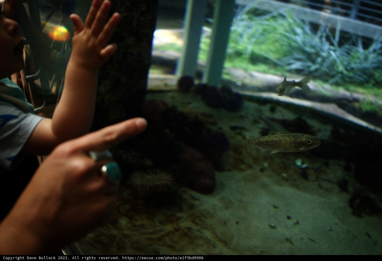 Wonder From the Deep