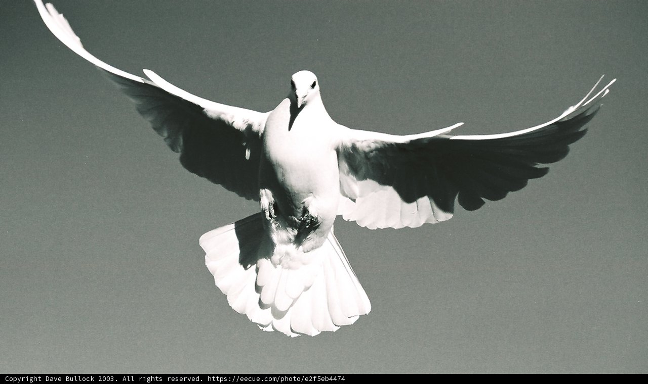 Soaring Dove