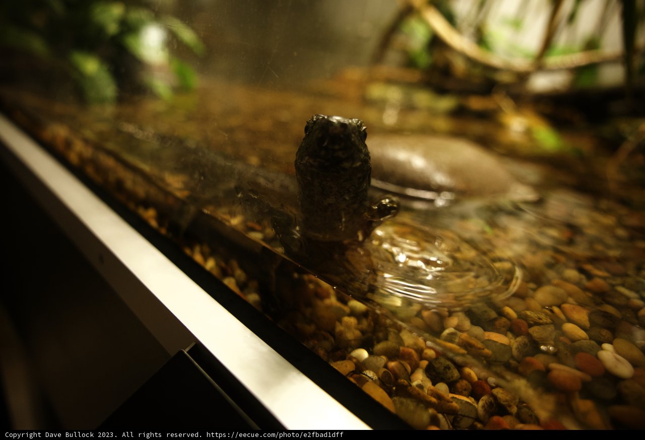 Tiny Lizard in a Glass World