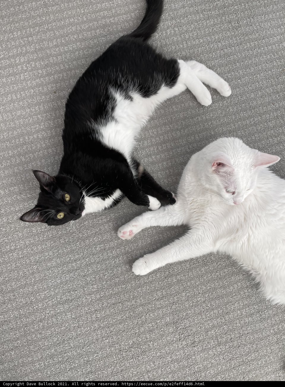 Feline Friends Taking a Nap