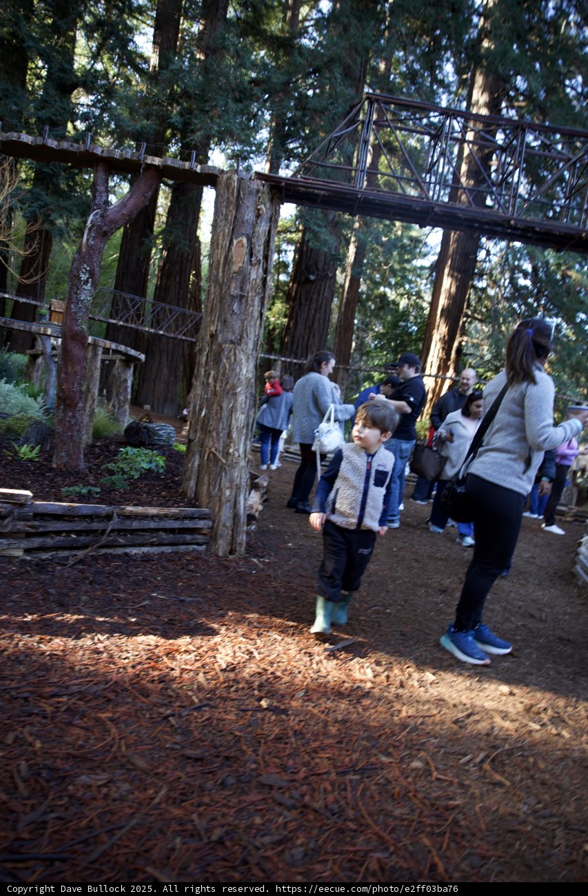 Exploring the Enchanted Woods