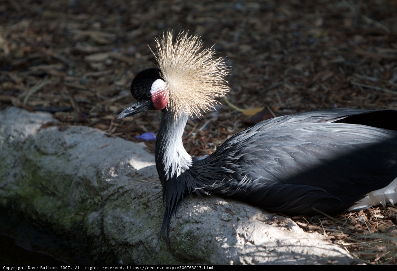 Rockin' Hawk