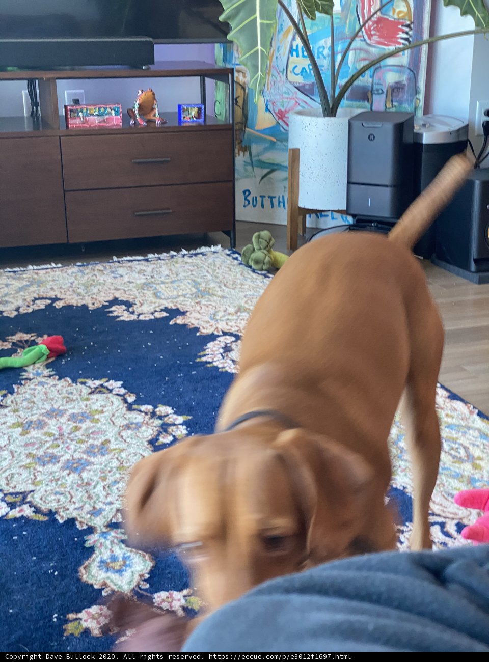 Furry Companion on the Living Room Rug
