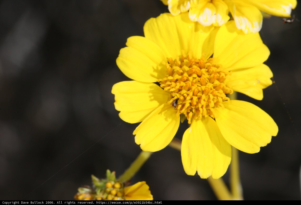 Buzzy Visitor on a Sunny Daisy