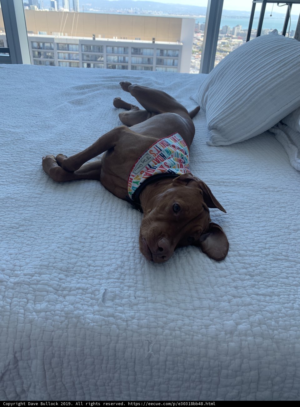 Cozy Canine on Linen Bed