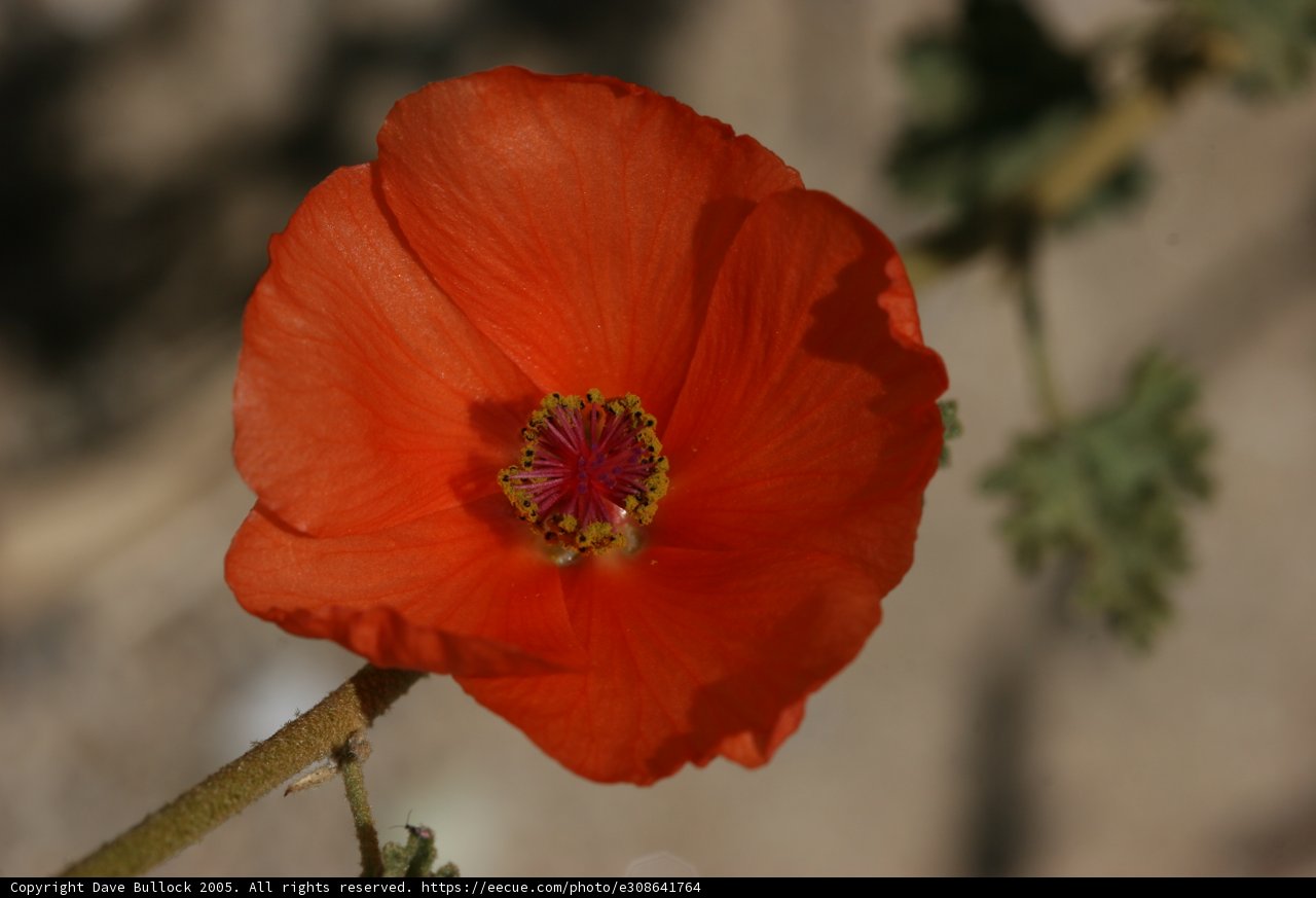 Lone Orange Blossom