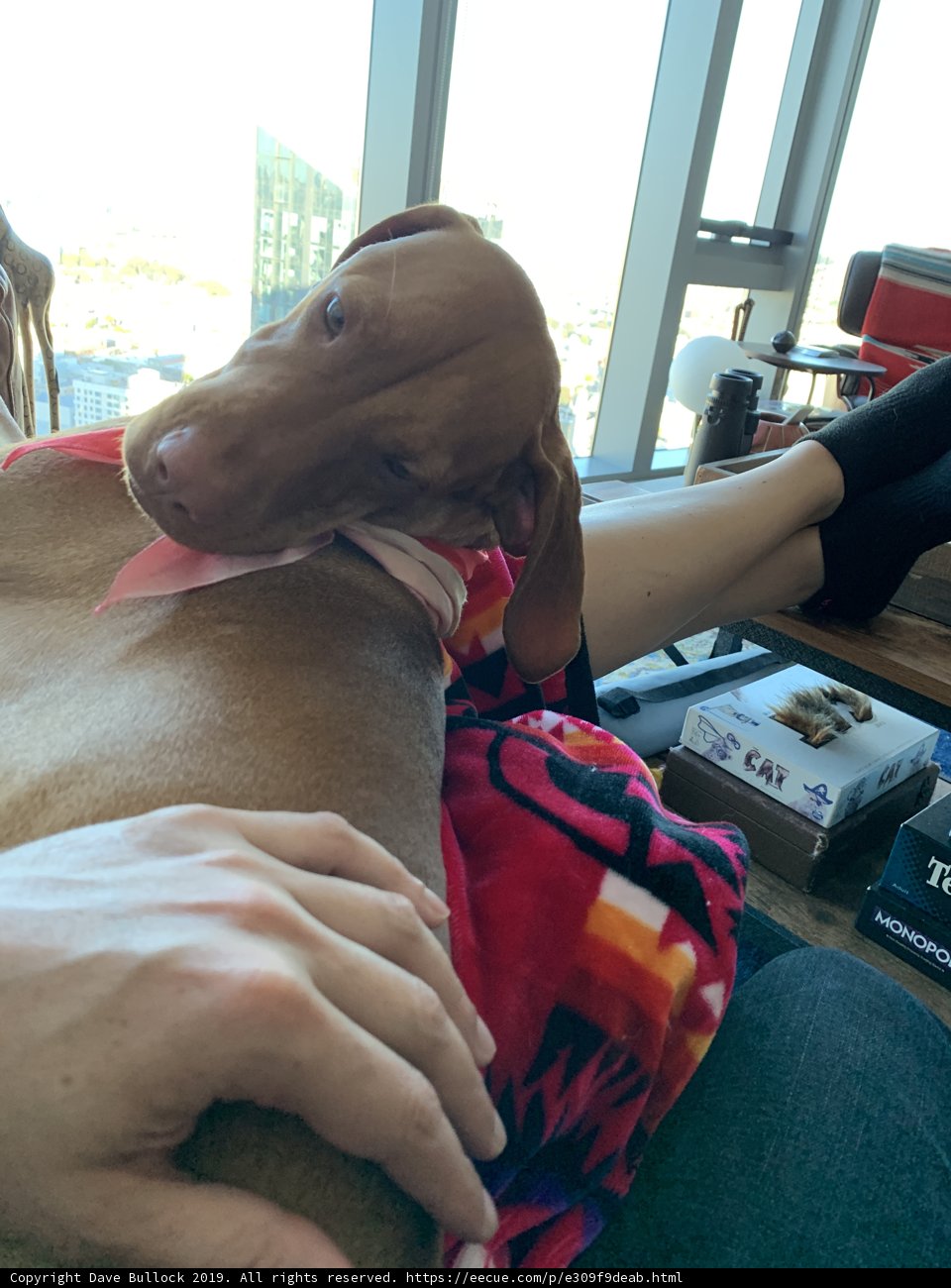 Lap Dog Love