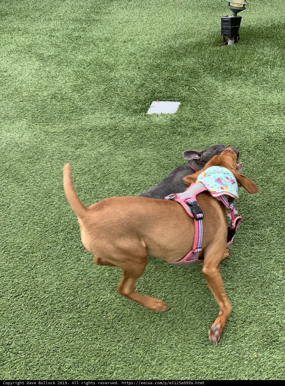Canine Playtime on the Lawn