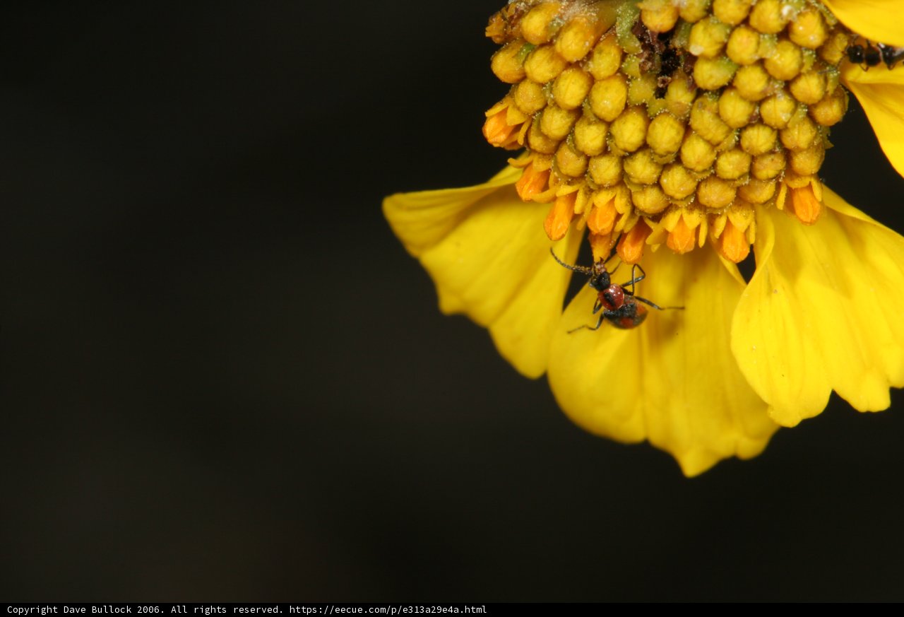 Bee Collecting Pollen from Daisy Flower