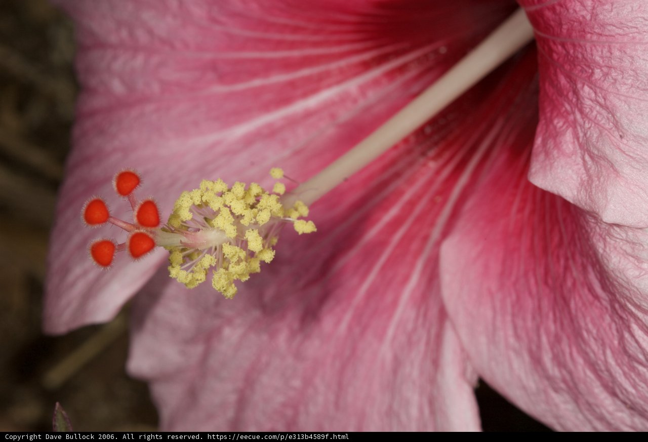 Beauty in Detail