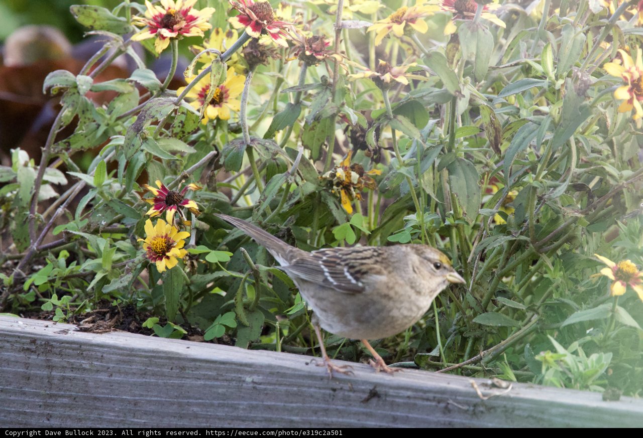 Solitary Sparrow: A Moment in Fort Mason