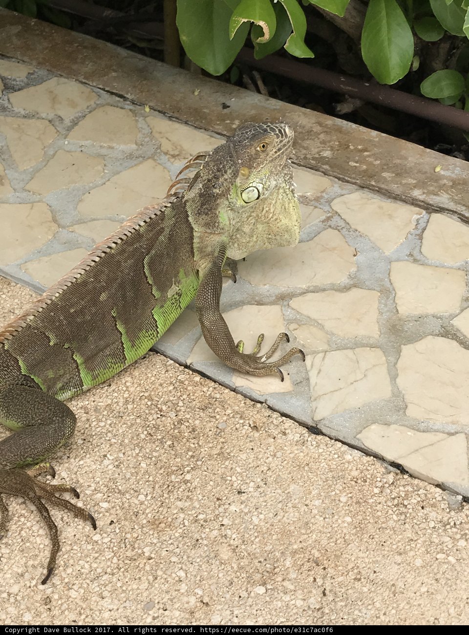 Iguana lounging by the Walkway