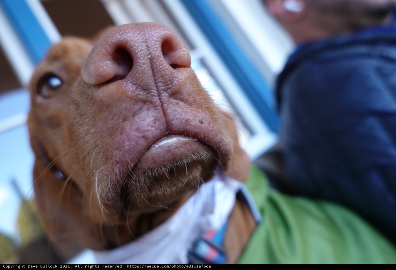 Close-up Portrait of Pig's Face and Snout