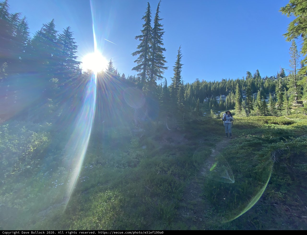 Sunbeams among the Evergreens