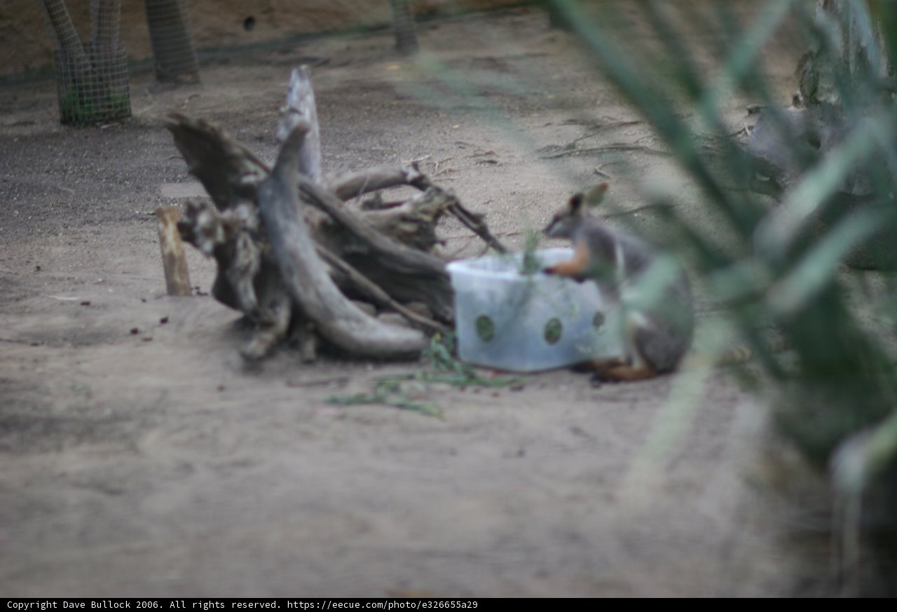Adorable Kangaroo Snacks in Zoo
