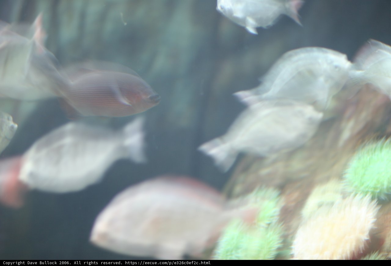 Blurry Sea Life in Underwater Aquarium