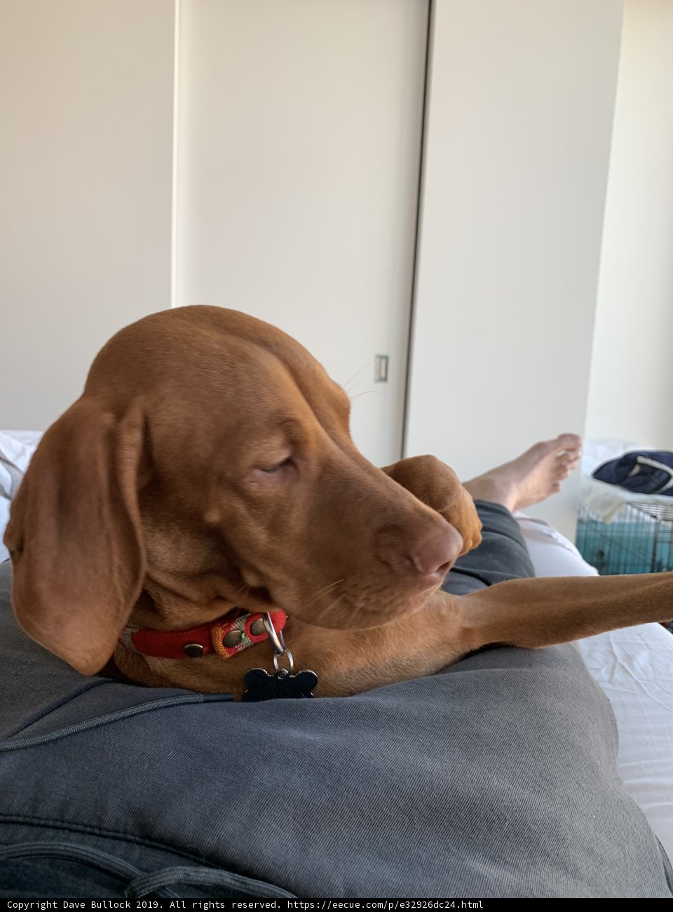 Resting Paws