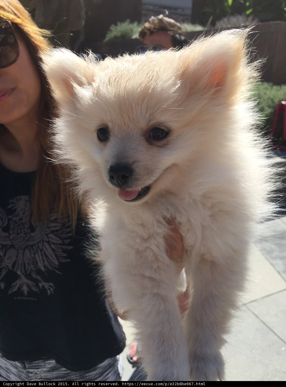 Fluffy White Puppy
