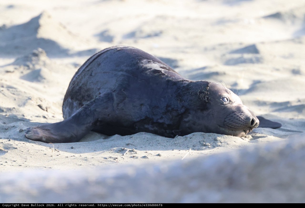 Elephant Seal Pup Resting on Sandy Beach