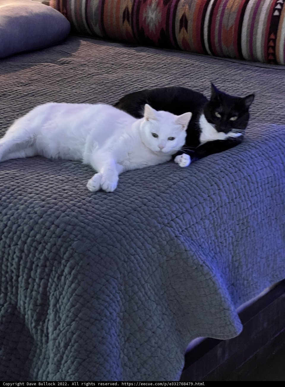 Double the Cuddle