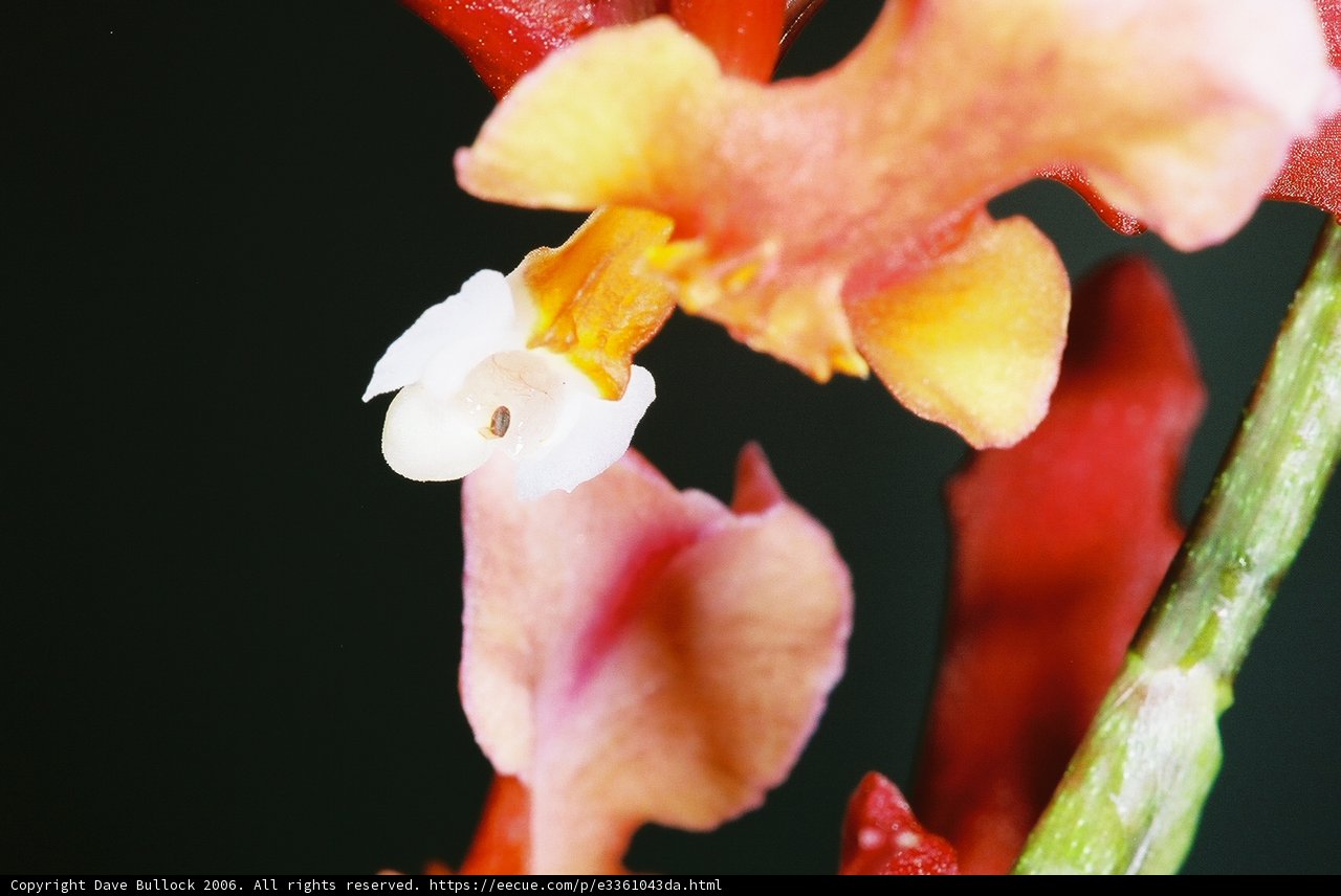 White-Centered Orchid Blossom