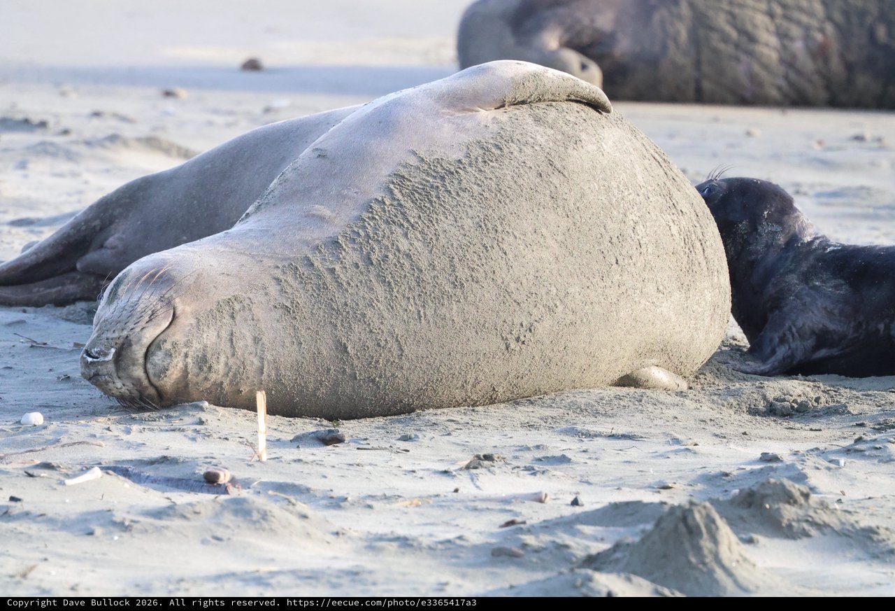 Elephant Seal Resting on Sandy Beach at Drakes Beach