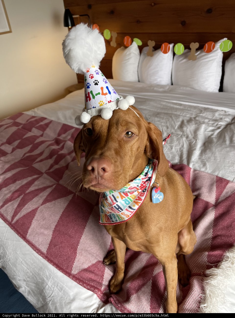 Party Pup