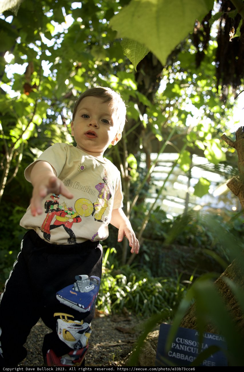 Adventure in the Botanical Garden: Wesley Among the Trees
