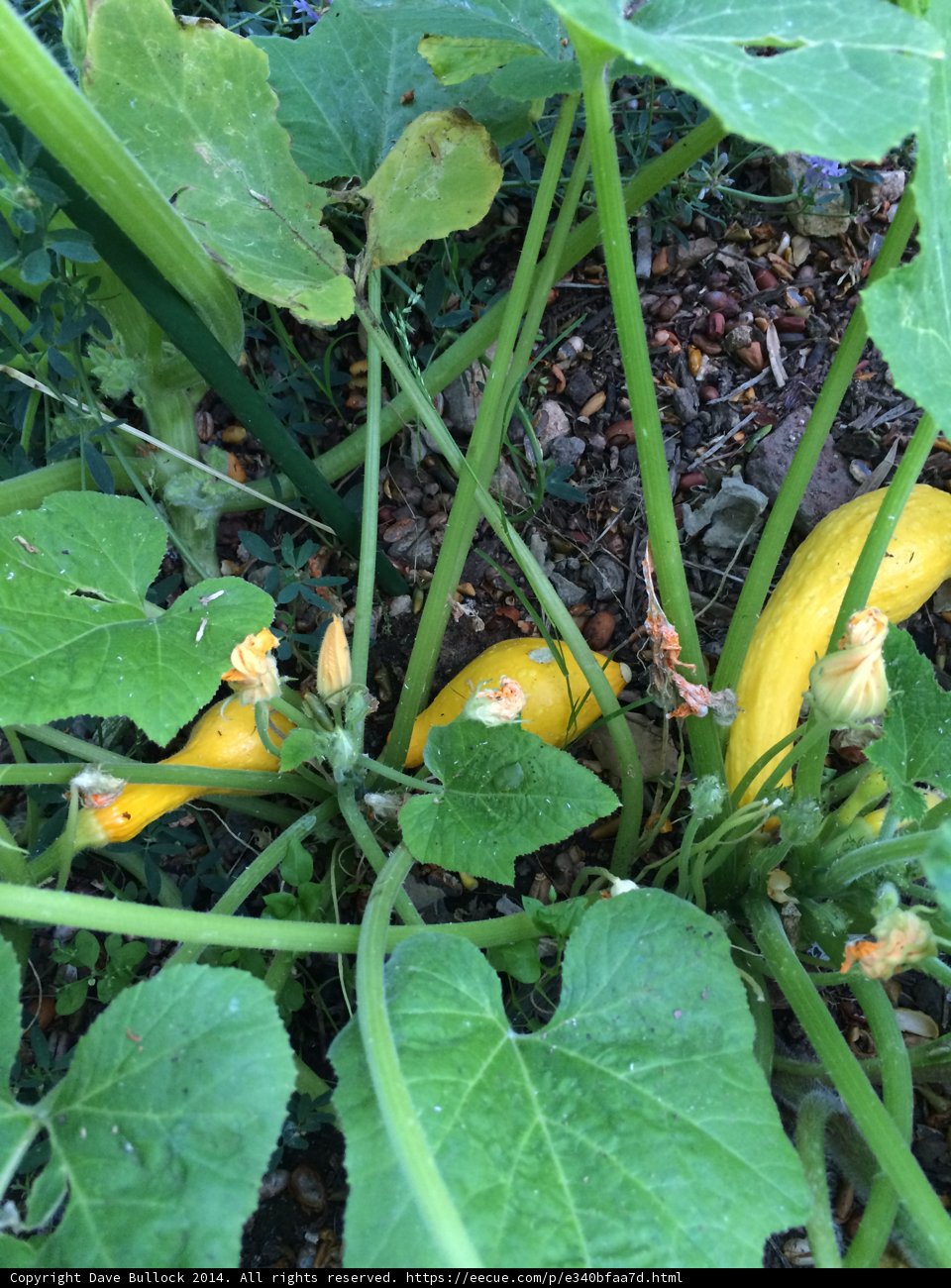 Bountiful Harvest of Yellow Squash