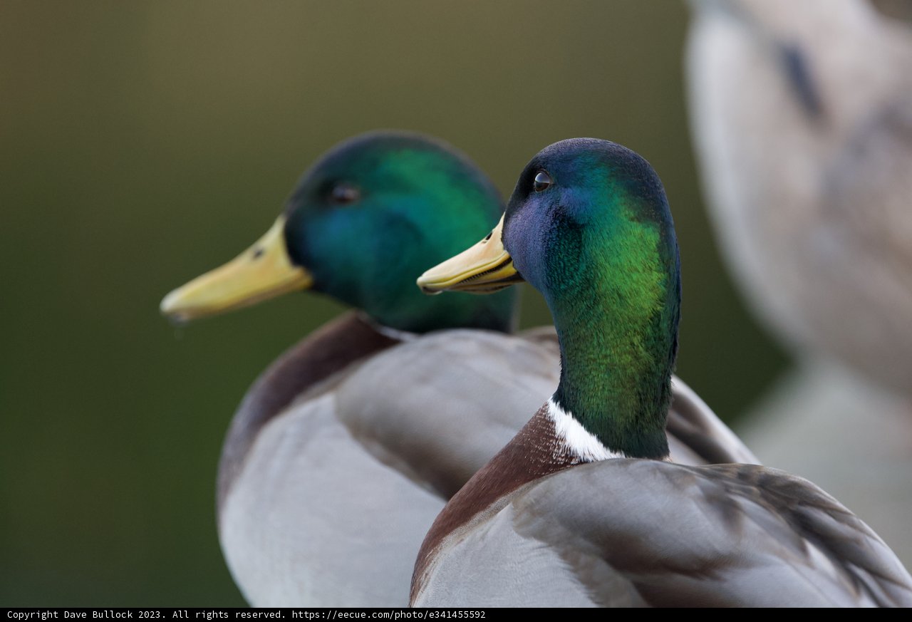 Duet of Ducks at Dusk