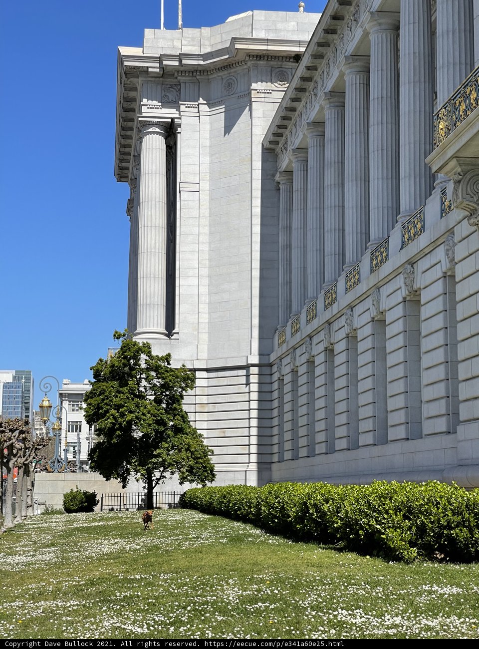 San Francisco City Hall and its Serene Surroundings