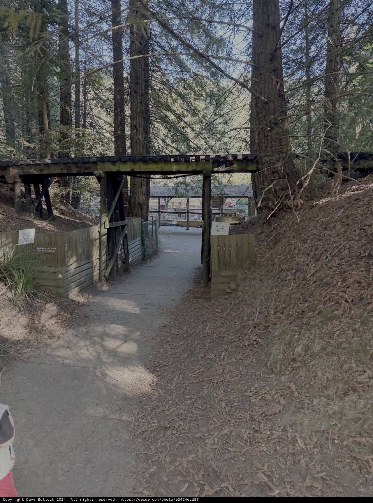 Forest Trail Leading to Wooden Bridge Structure
