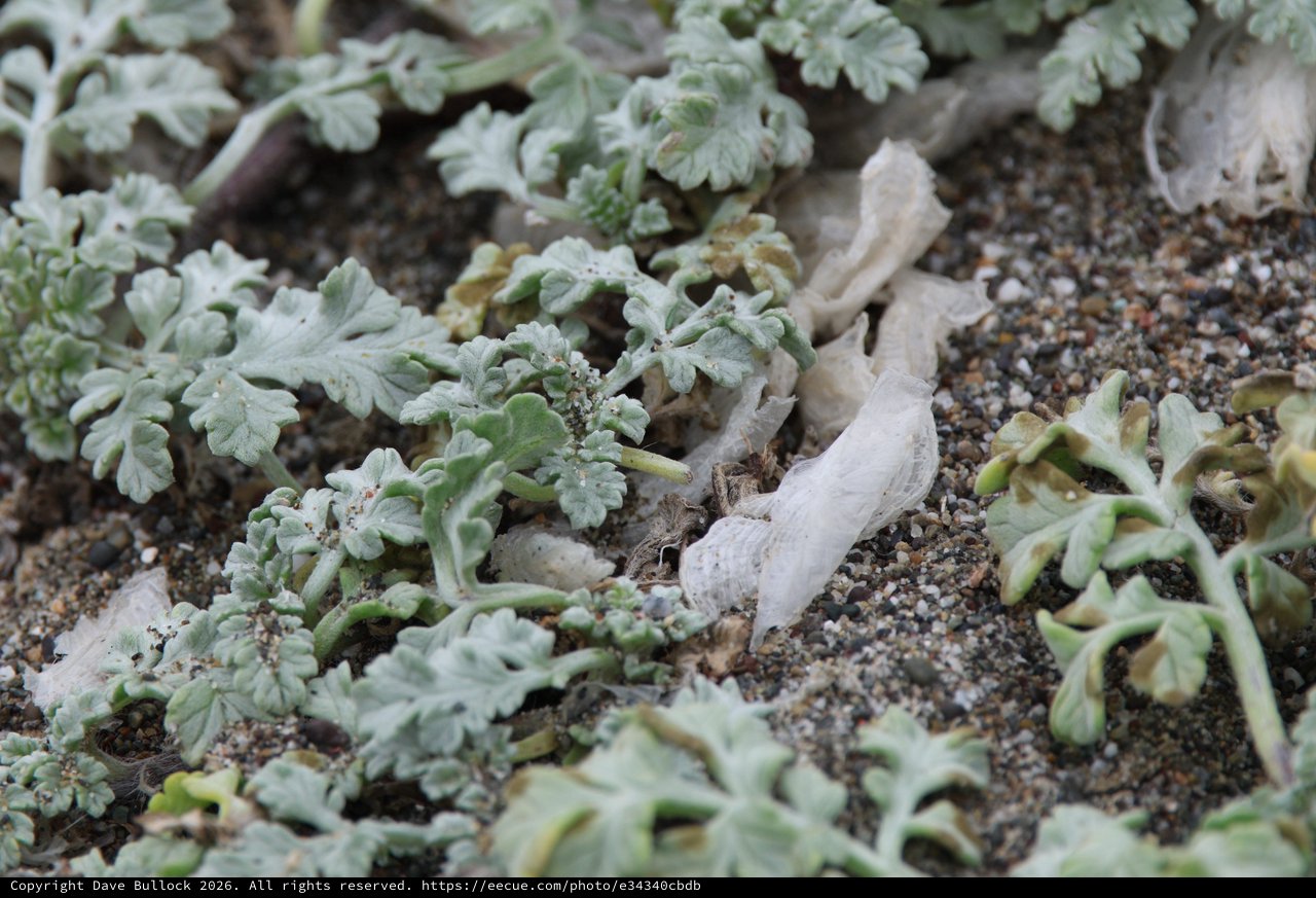 Silver-Leafed Coastal Plant Thrives in Sandy Habitat