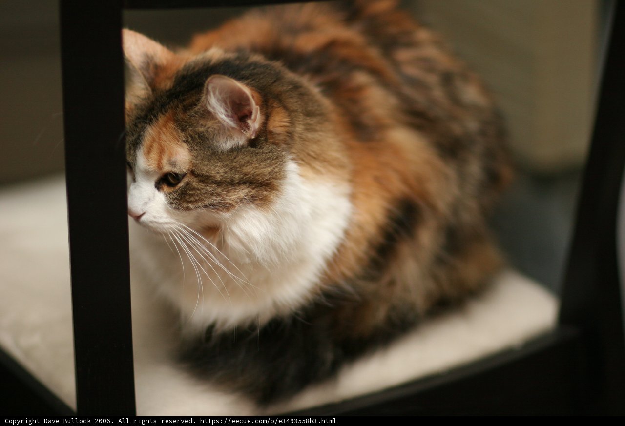 Chair Cat
