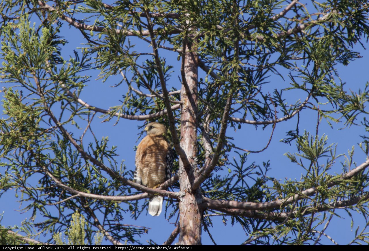 Majestic Woodland Sentinel