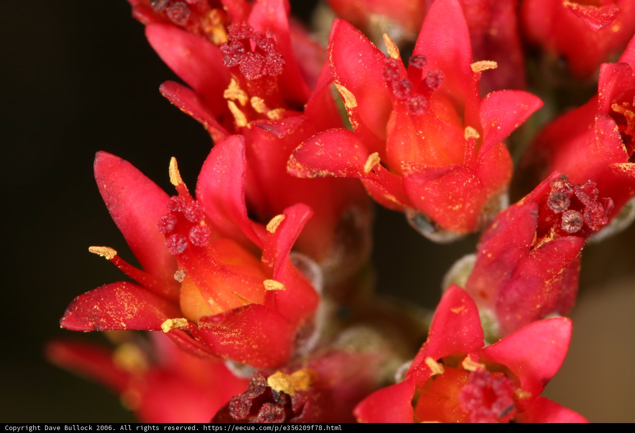 Vibrant Red Flowers with Yellow Centers