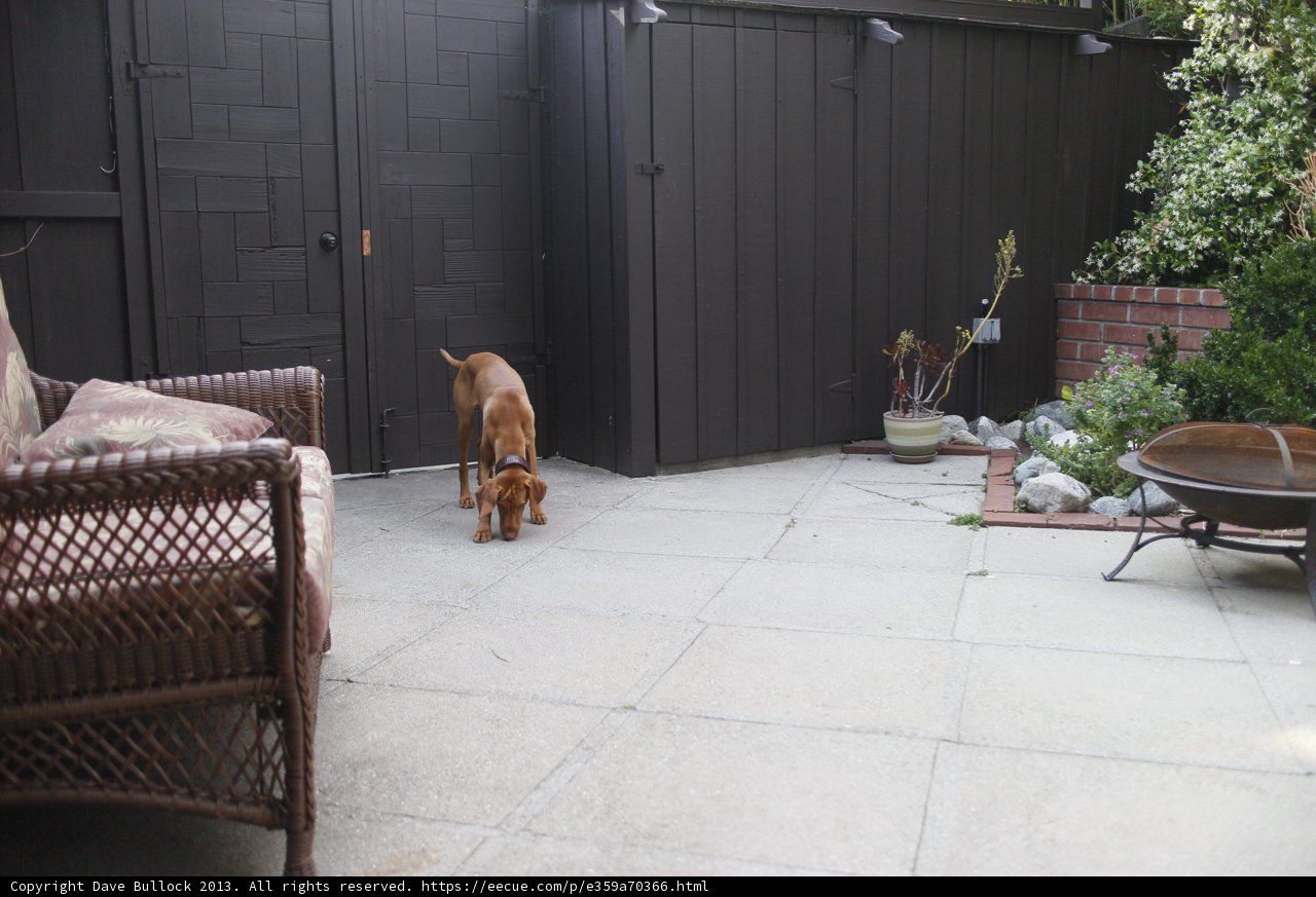 Canine Enjoying Nature in the Backyard