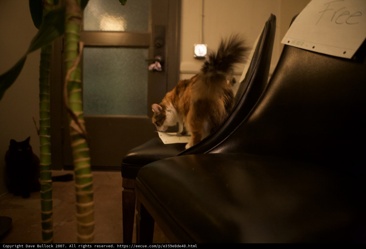 Feline Throne