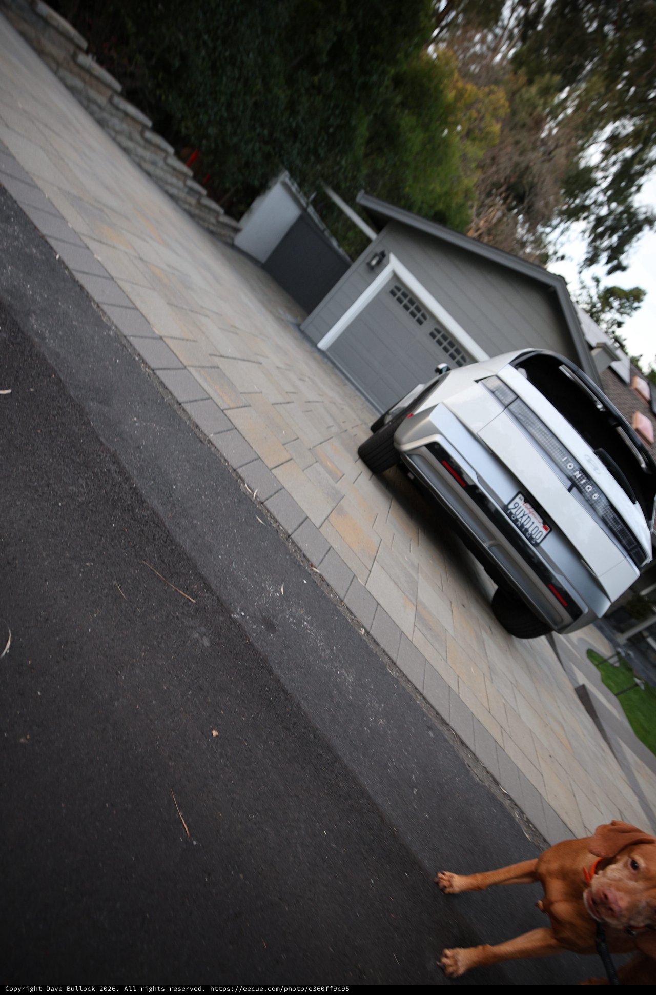 Brown Dog's Enthusiastic Wide-Angle Portrait on Suburban Driveway