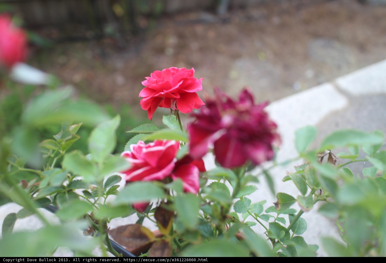 Beauty in the Garden