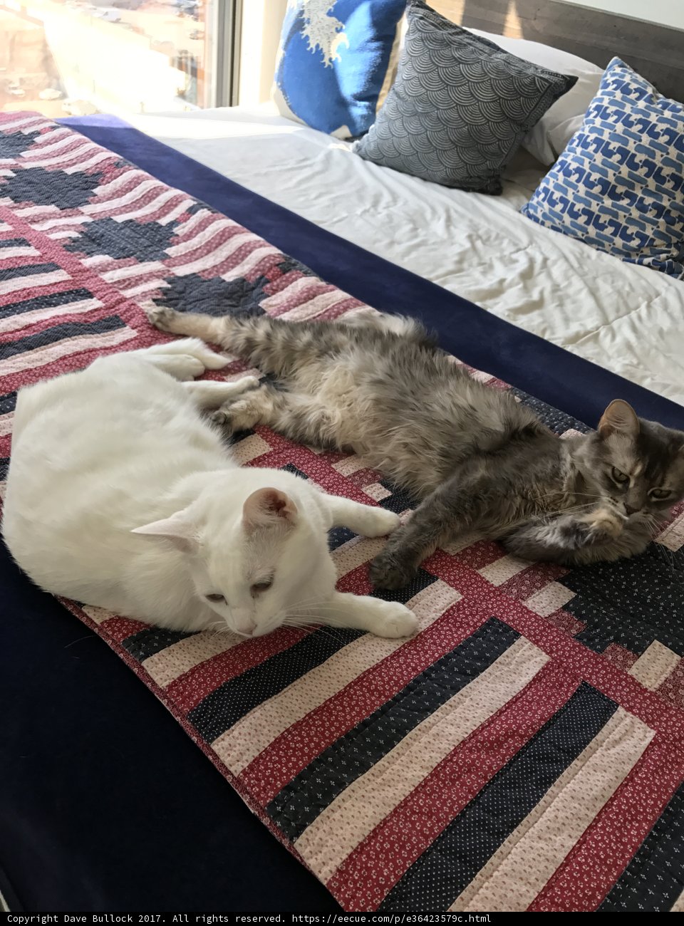 Two Feline Friends Relaxing in Home Decor Heaven